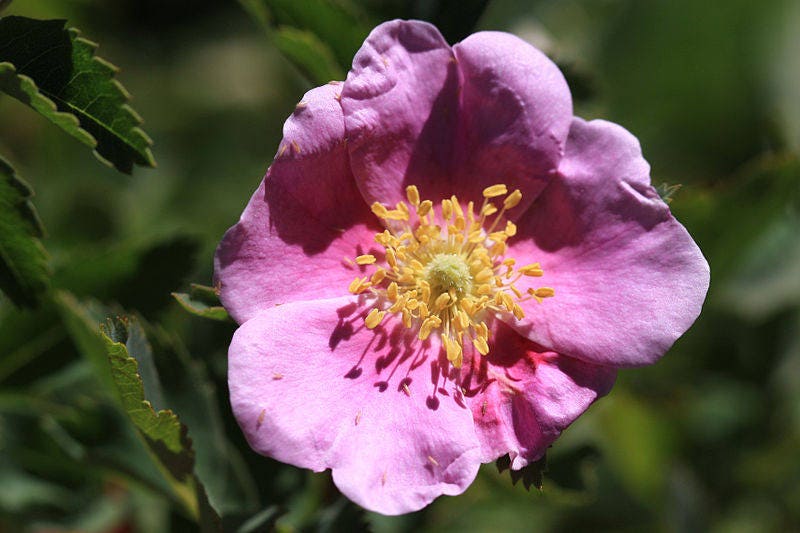 15 Pink WOOD'S ROSE Bush Mountain Rose Rosa Woodsii Fragrant Flower Seeds