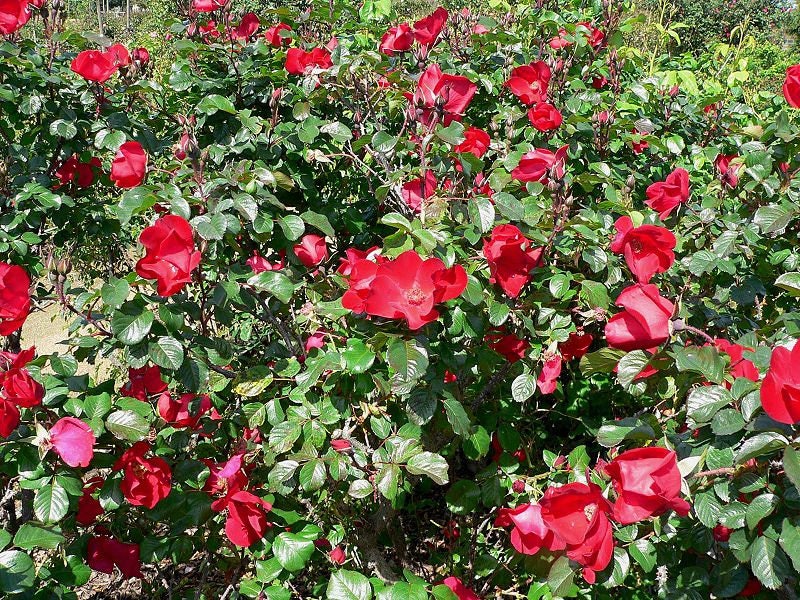 30 JAPANESE RED ROSE Bush Rosa Rugosa Rubra Rugrose Fragrant Flower Seeds