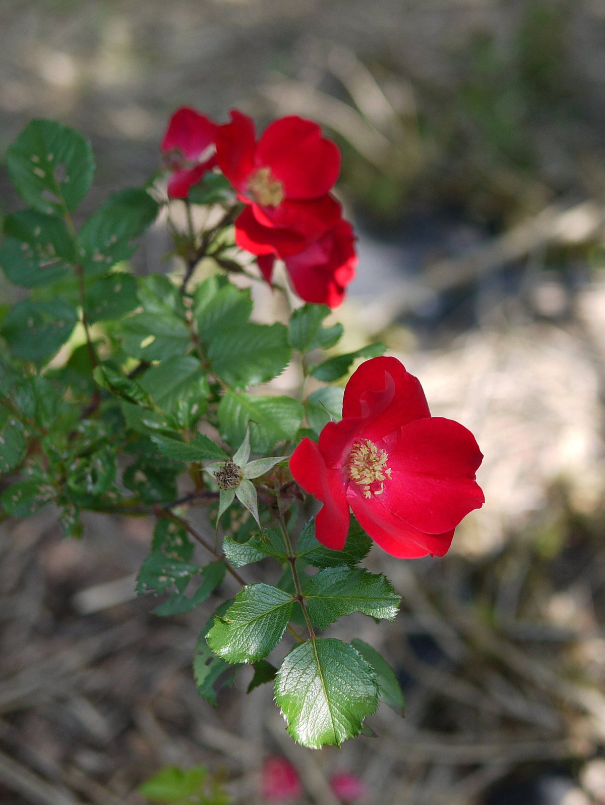 30 JAPANESE RED ROSE Bush Rosa Rugosa Rubra Rugrose Fragrant Flower Seeds