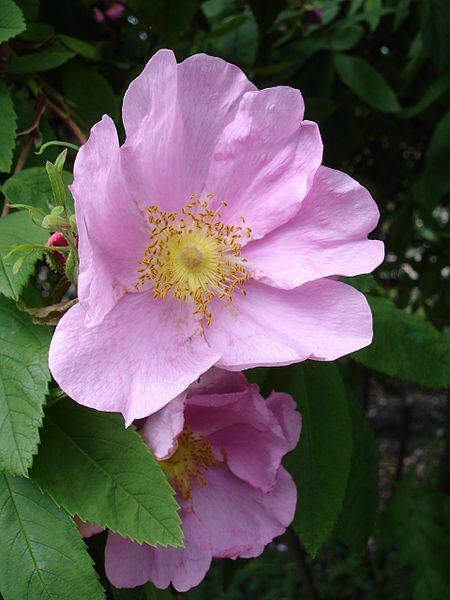 10 Pink CINNAMON ROSE Bush Amur Rosa Davurica Fragrant Flower Seeds