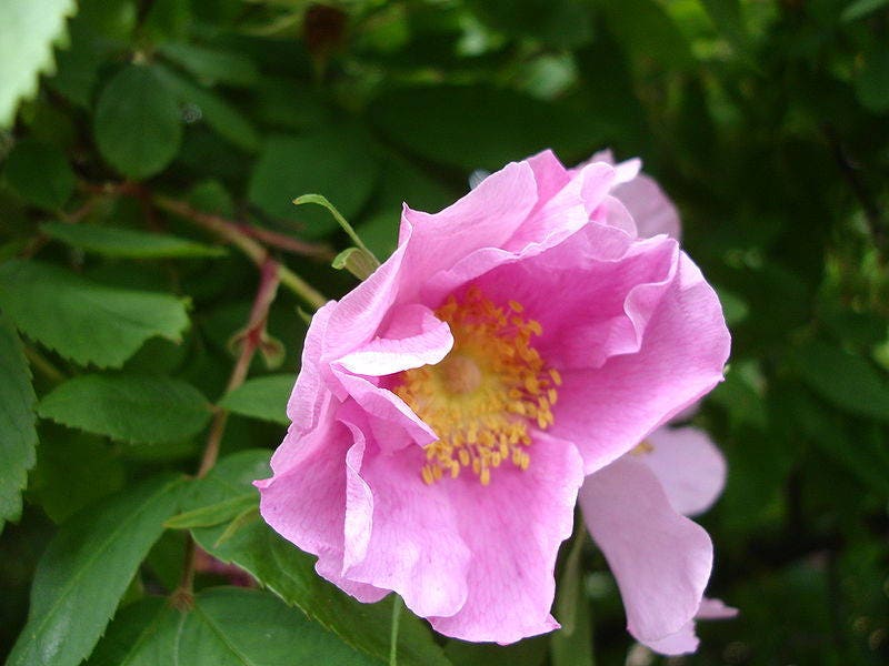 10 Pink CINNAMON ROSE Bush Amur Rosa Davurica Fragrant Flower Seeds