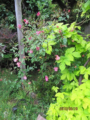 25 Mixed Colors ANGEL WINGS Miniature ROSE Bush Mix Rosa Chinensis Flower Seeds
