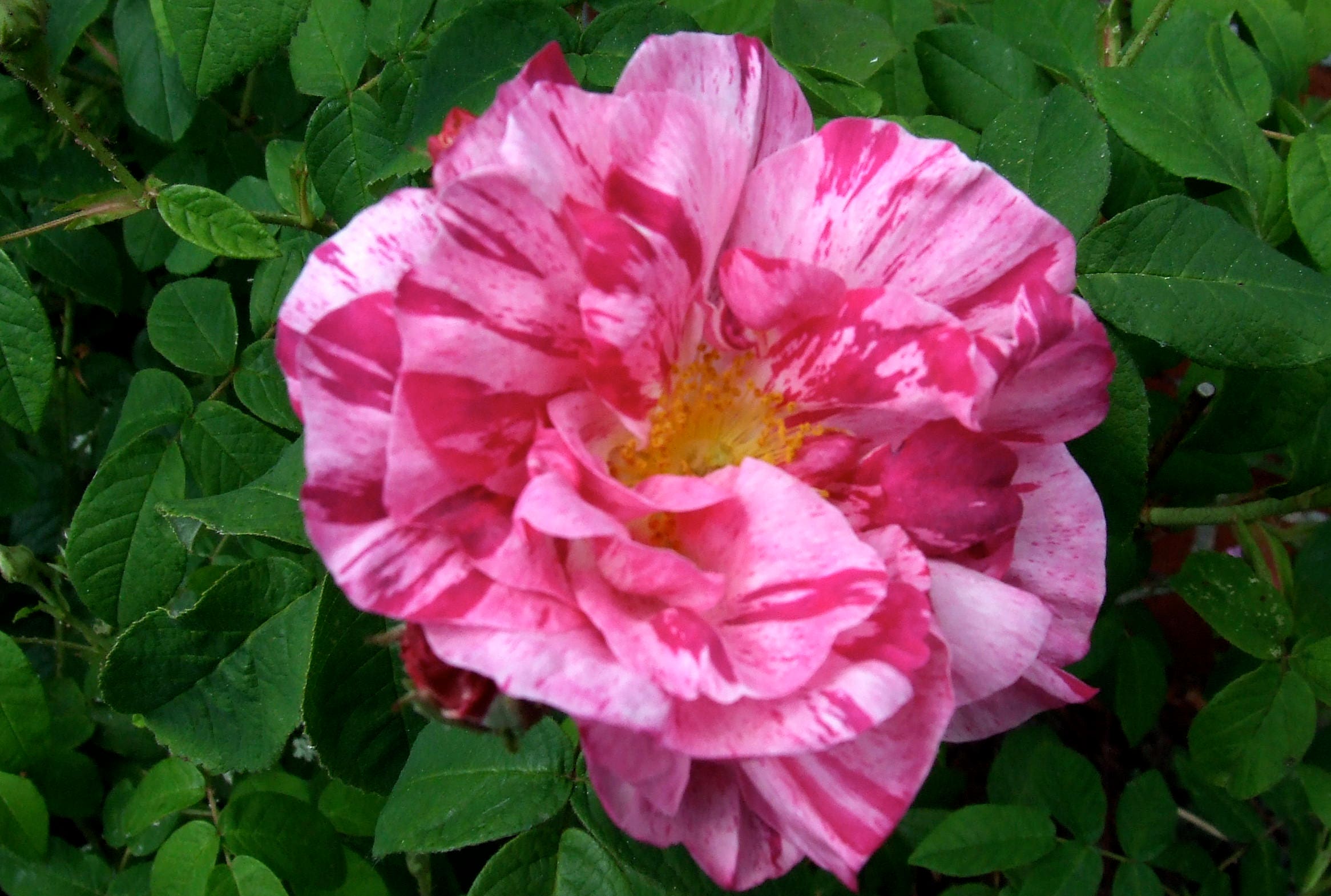 25 Mixed Colors ANGEL WINGS Miniature ROSE Bush Mix Rosa Chinensis Flower Seeds