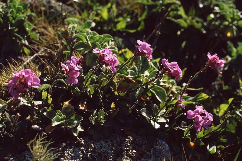 150 SPRING CHARM ROCKCRESS Rose Rock Cress Arabis Arendsii Flower Mix Seeds
