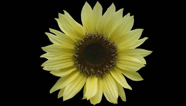 50 VANILLA ICE SUNFLOWER Two Tone Light Yellow Helianthus Annuus Flower Seeds