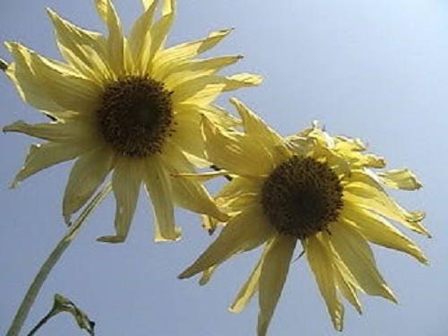 50 VANILLA ICE SUNFLOWER Two Tone Light Yellow Helianthus Annuus Flower Seeds