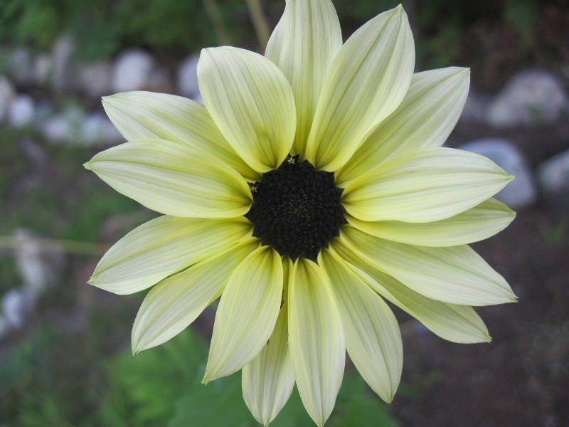 50 VANILLA ICE SUNFLOWER Two Tone Light Yellow Helianthus Annuus Flower Seeds