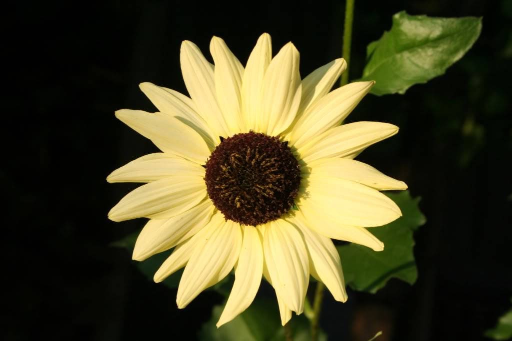 50 VANILLA ICE SUNFLOWER Two Tone Light Yellow Helianthus Annuus Flower Seeds