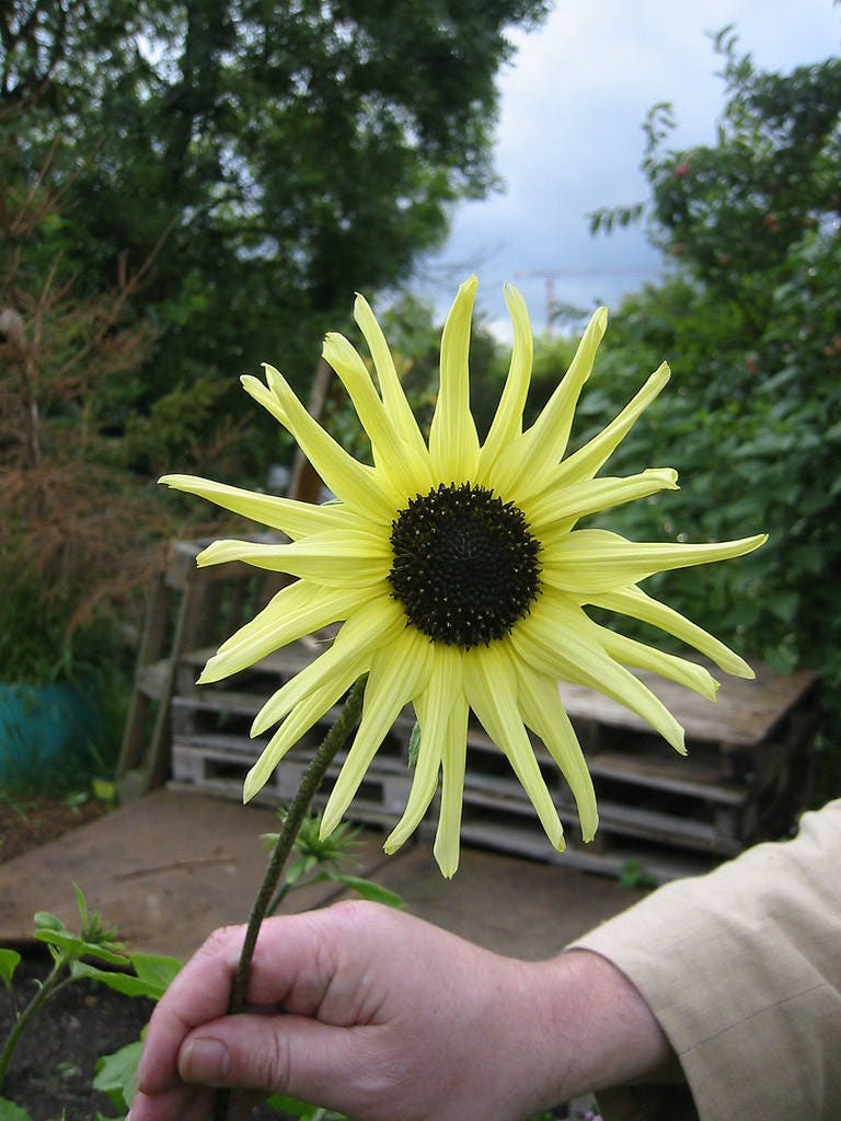 50 VANILLA ICE SUNFLOWER Two Tone Light Yellow Helianthus Annuus Flower Seeds