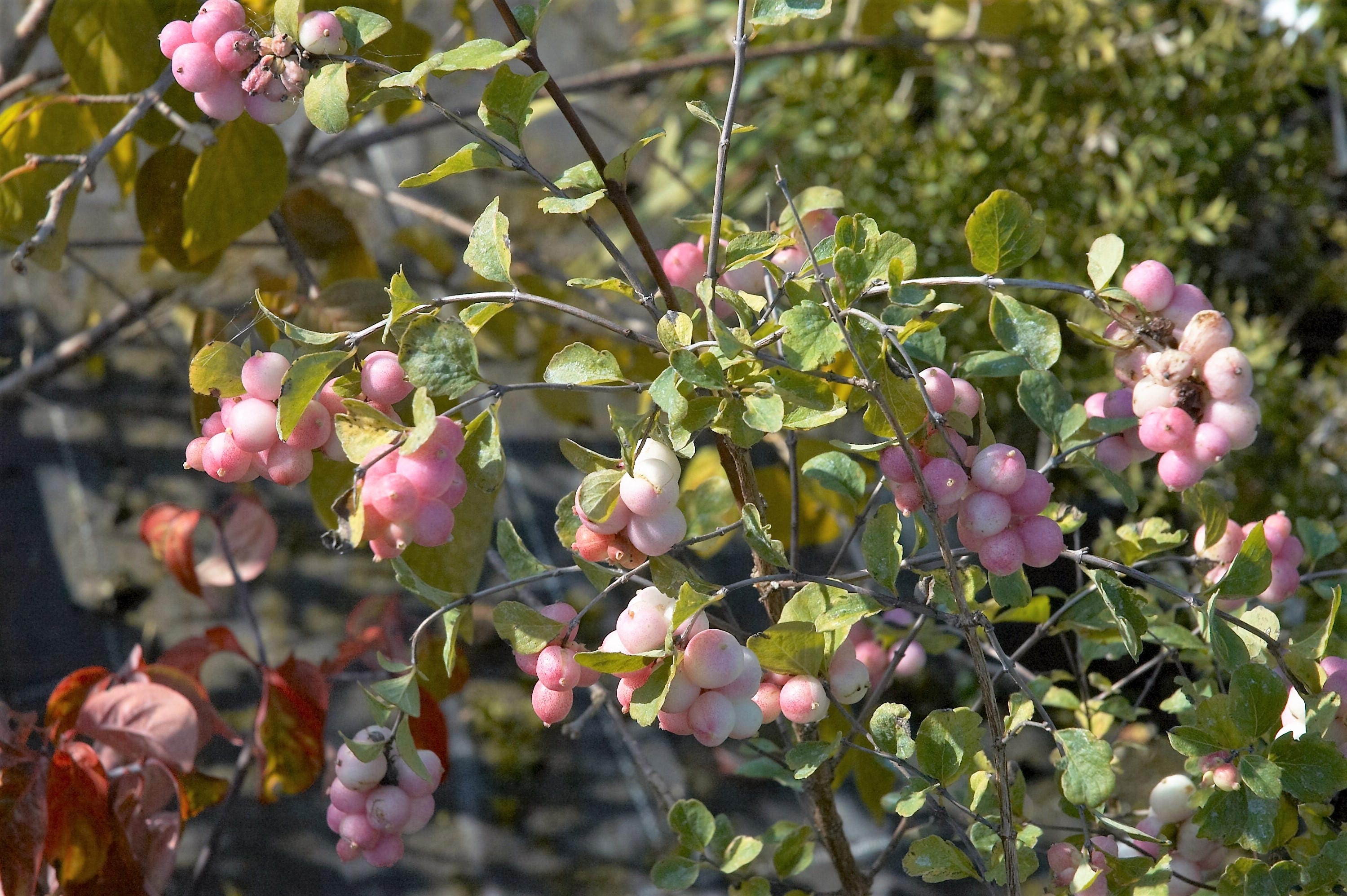 30 WESTERN SNOWBERRY Shrub White Pink Flower Symphoricarpos Occidentalis Seeds