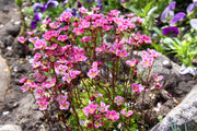 50 ROSE ROBE SAXIFRAGA Arendsii Mossy Rockfoil Evergreen Flower Seeds