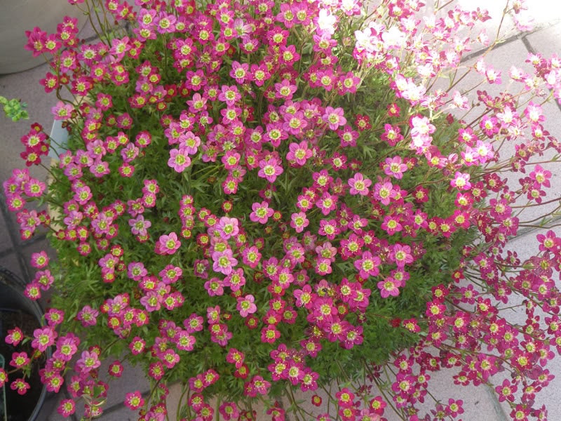 50 ROSE ROBE SAXIFRAGA Arendsii Mossy Rockfoil Evergreen Flower Seeds