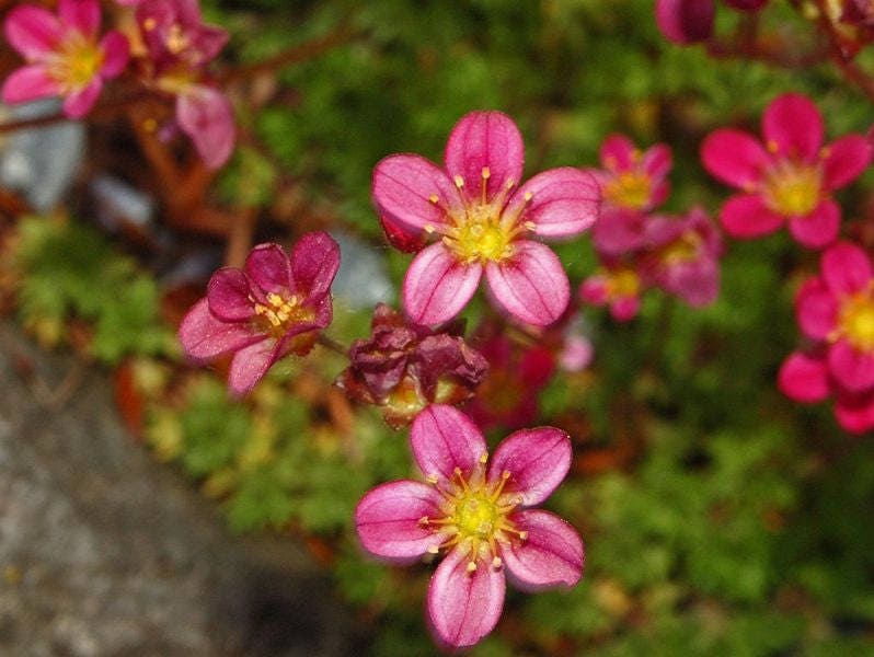 50 ROSE ROBE SAXIFRAGA Arendsii Mossy Rockfoil Evergreen Flower Seeds