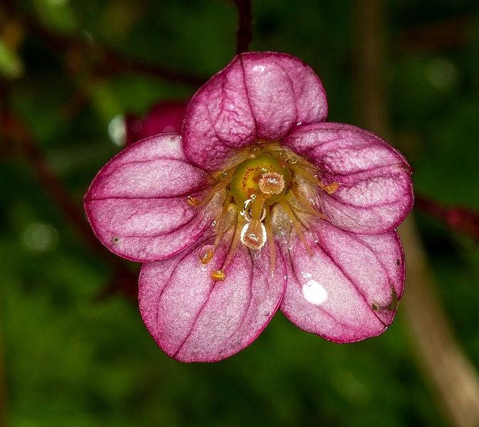 50 ROSE ROBE SAXIFRAGA Arendsii Mossy Rockfoil Evergreen Flower Seeds