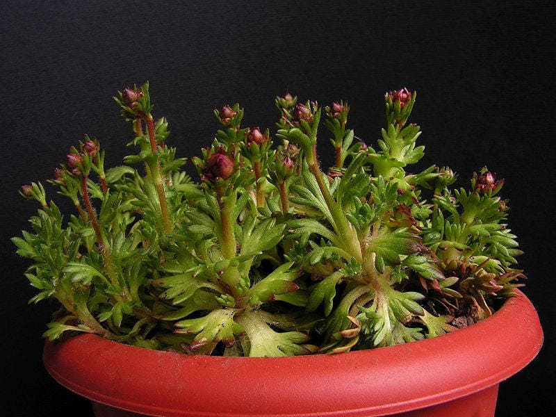 50 ROSE ROBE SAXIFRAGA Arendsii Mossy Rockfoil Evergreen Flower Seeds