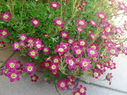 50 PURPLE ROBE SAXIFRAGA Arendsii Moss Rockfoil Evergreen Flower Seeds