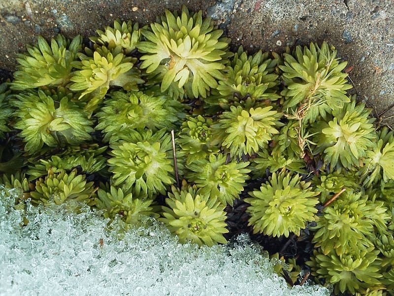 50 PURPLE ROBE SAXIFRAGA Arendsii Moss Rockfoil Evergreen Flower Seeds