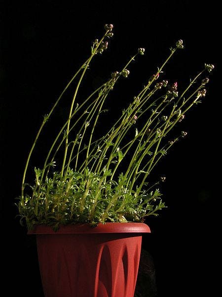 50 PURPLE ROBE SAXIFRAGA Arendsii Moss Rockfoil Evergreen Flower Seeds