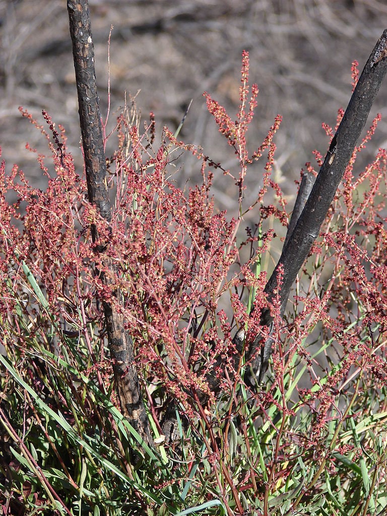 100 SHEEP SORREL Rumex Acetosella Red Field Sorrel Sour Weed Herb Flower Seeds
