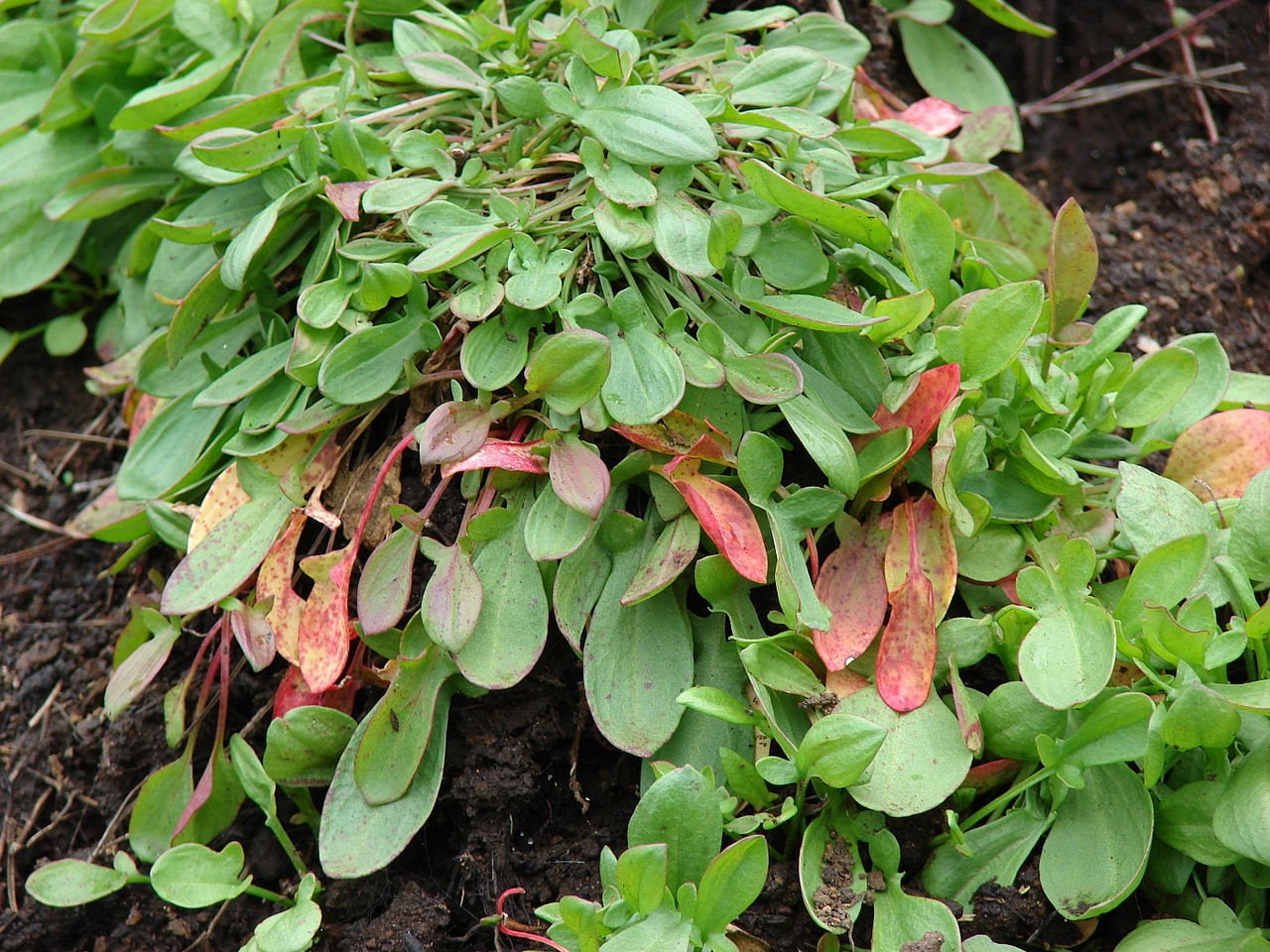 100 SHEEP SORREL Rumex Acetosella Red Field Sorrel Sour Weed Herb Flower Seeds