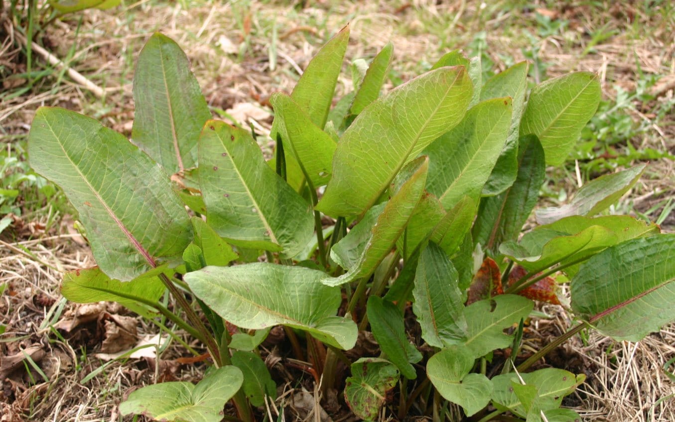 100 SHEEP SORREL Rumex Acetosella Red Field Sorrel Sour Weed Herb Flower Seeds