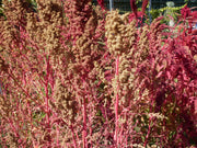 50 Organic RED AZTEC SPINACH Huauzontle Chenopodium Berlandieri Greens Vegetable Seeds