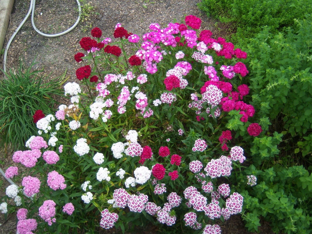 100 WEE Willie Dwarf SWEET WILLIAM Mixed Colors Dianthus Barbatus Flower Seeds