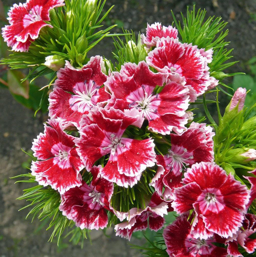 100 WEE Willie Dwarf SWEET WILLIAM Mixed Colors Dianthus Barbatus Flower Seeds