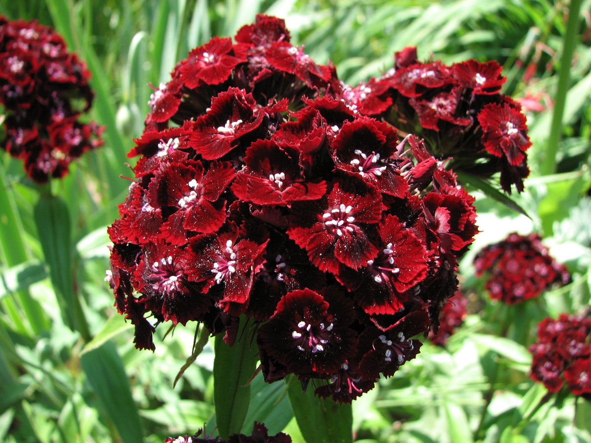 100 WEE Willie Dwarf SWEET WILLIAM Mixed Colors Dianthus Barbatus Flower Seeds