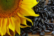 100 BLACK OIL SUNFLOWER Helianthus Annuus Yellow Hummingbird Bird Flower Seeds