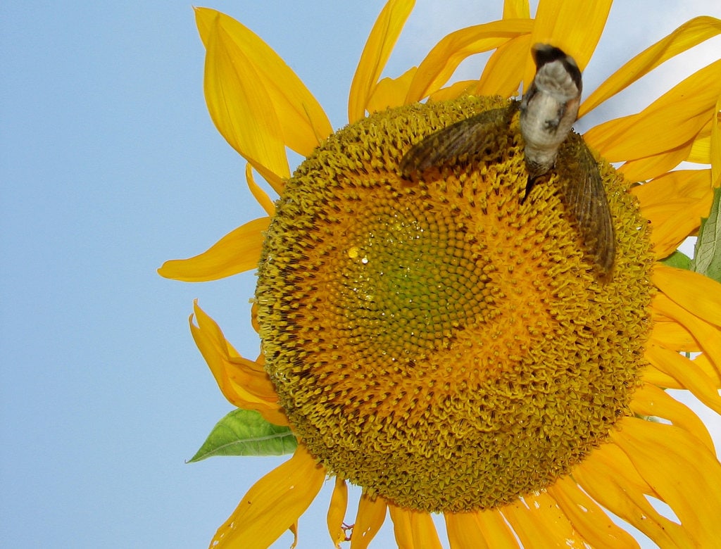 100 BLACK OIL SUNFLOWER Helianthus Annuus Yellow Hummingbird Bird Flower Seeds