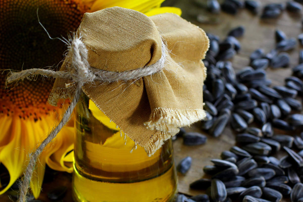 100 BLACK OIL SUNFLOWER Helianthus Annuus Yellow Hummingbird Bird Flower Seeds