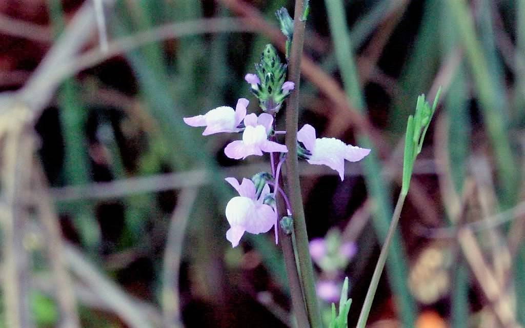 100 BLUE TOADFLAX Linaria Canadensis Antirrhinum Canadian Flower Seeds