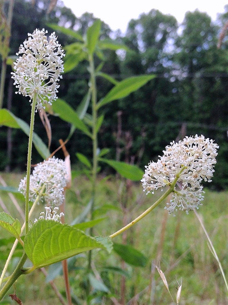 20 White NEW JERSEY TEA Hummingbird Flower Ceanothus Americanus Shrub Seeds
