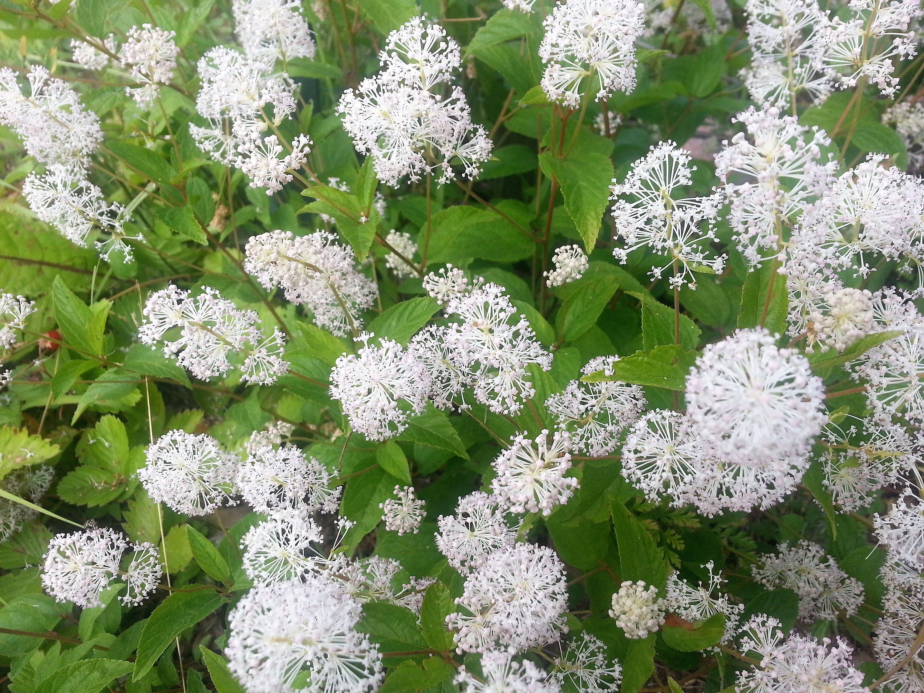 Hummingbird Strub 20 White NEW JERSEY TEA Hummingbird Flower Ceanothus Americanus Shrub ...