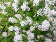 20 White NEW JERSEY TEA Hummingbird Flower Ceanothus Americanus Shrub Seeds
