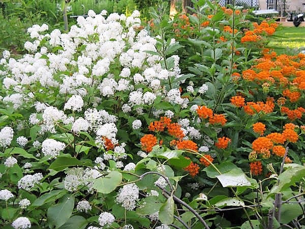 20 White NEW JERSEY TEA Hummingbird Flower Ceanothus Americanus Shrub Seeds