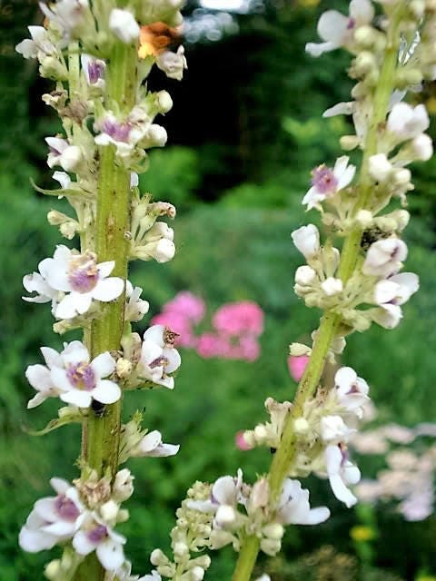 50 WEDDING CANDLES VERBASCUM Chaixii Album Mullein White Purple Flower Seeds