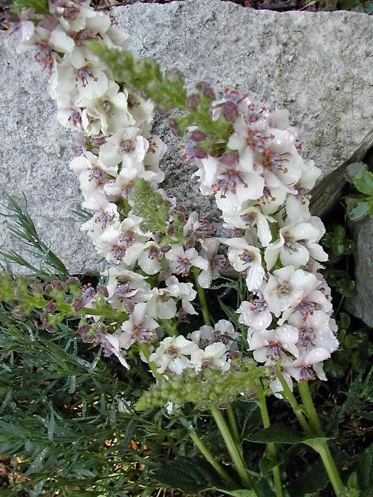 50 WEDDING CANDLES VERBASCUM Chaixii Album Mullein White Purple Flower Seeds