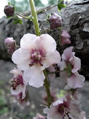 50 WEDDING CANDLES VERBASCUM Chaixii Album Mullein White Purple Flower Seeds