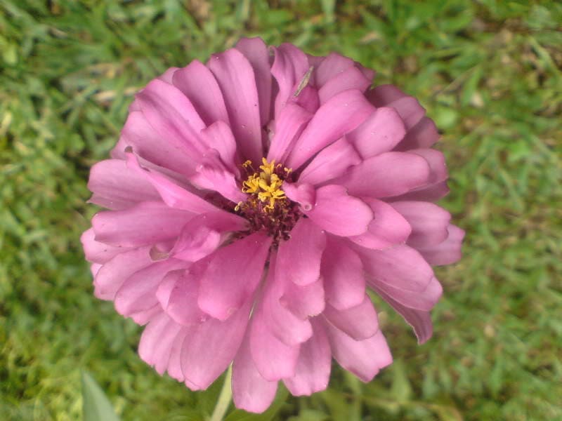 250 EXQUISITE ZINNIA Elegans Changes Color Red - Hot Pink Pale Pink Flower Seeds