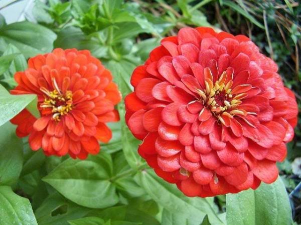 250 EXQUISITE ZINNIA Elegans Changes Color Red - Hot Pink Pale Pink Flower Seeds