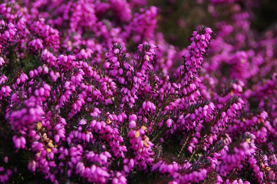 100 Scotch TRUE HEATHER Shrub Scot's Purple Pink Flower Calluna Vulgaris Seeds