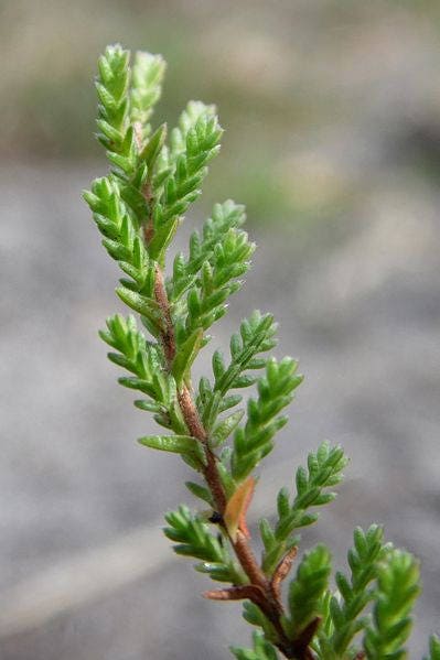 100 Scotch TRUE HEATHER Shrub Scot's Purple Pink Flower Calluna Vulgaris Seeds
