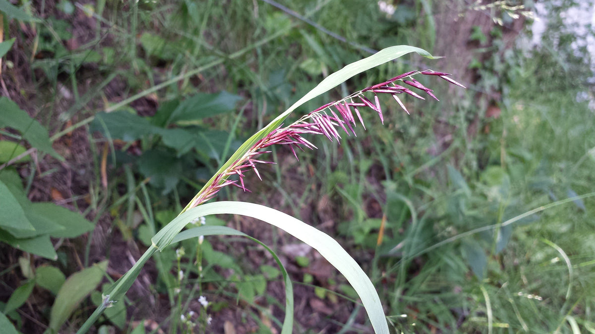 20 RED Spire MELIC GRASS Purple Melica Transsilvanica Flower Seeds