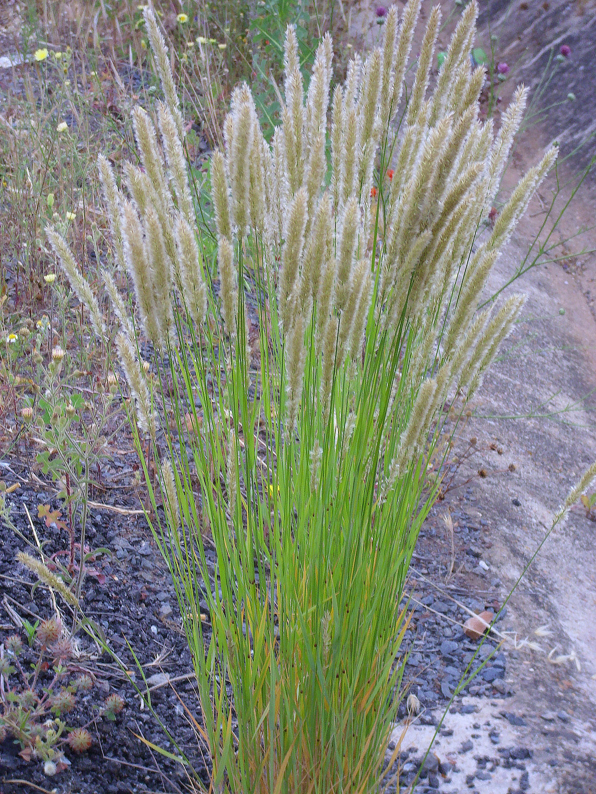 20 RED Spire MELIC GRASS Purple Melica Transsilvanica Flower Seeds