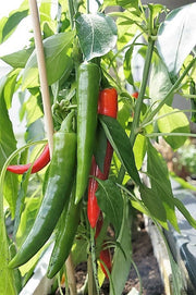 25 Organic KOREAN Dark GREEN PEPPER Lady Han Hot Chili Long Red Capsicum Annuum Seeds