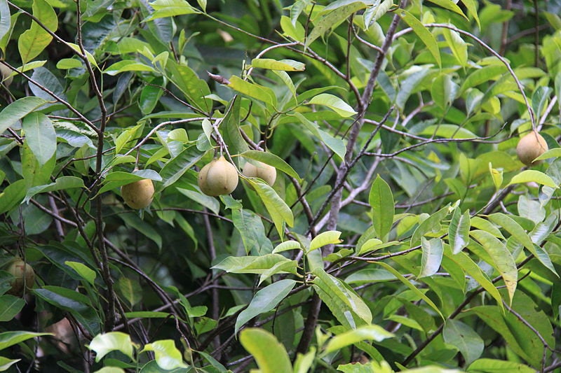1 NUTMEG TREE Seed Myristica Fragrans Pala MACE Fruit Nut Pumpkin Pie Spice