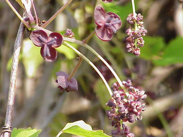 15 CHOCOLATE VINE Edible Fruit Akebia Trifoliata Flower Ornamental Climber Seeds