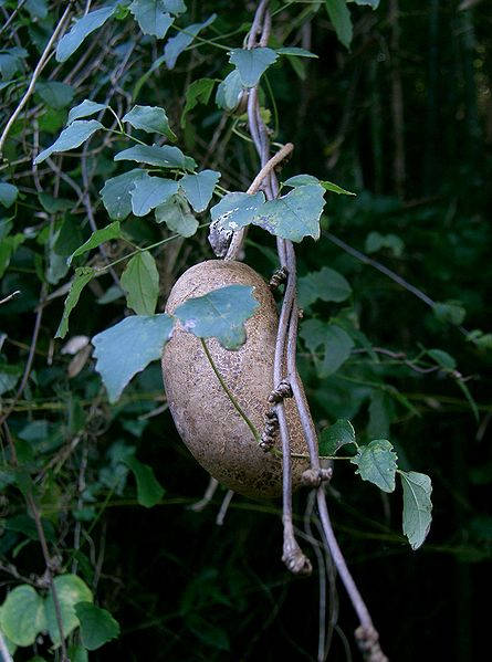 15 CHOCOLATE VINE Edible Fruit Akebia Trifoliata Flower Ornamental Climber Seeds